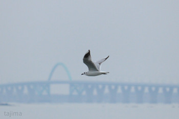 Saunders's Gull 曽根干潟(曾根干潟) Sun, 11/3/2019