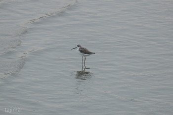 Dunlin 曽根干潟(曾根干潟) Sun, 11/3/2019