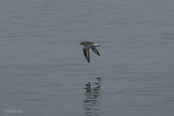 Grey Plover 曽根干潟(曾根干潟) Sun, 11/3/2019