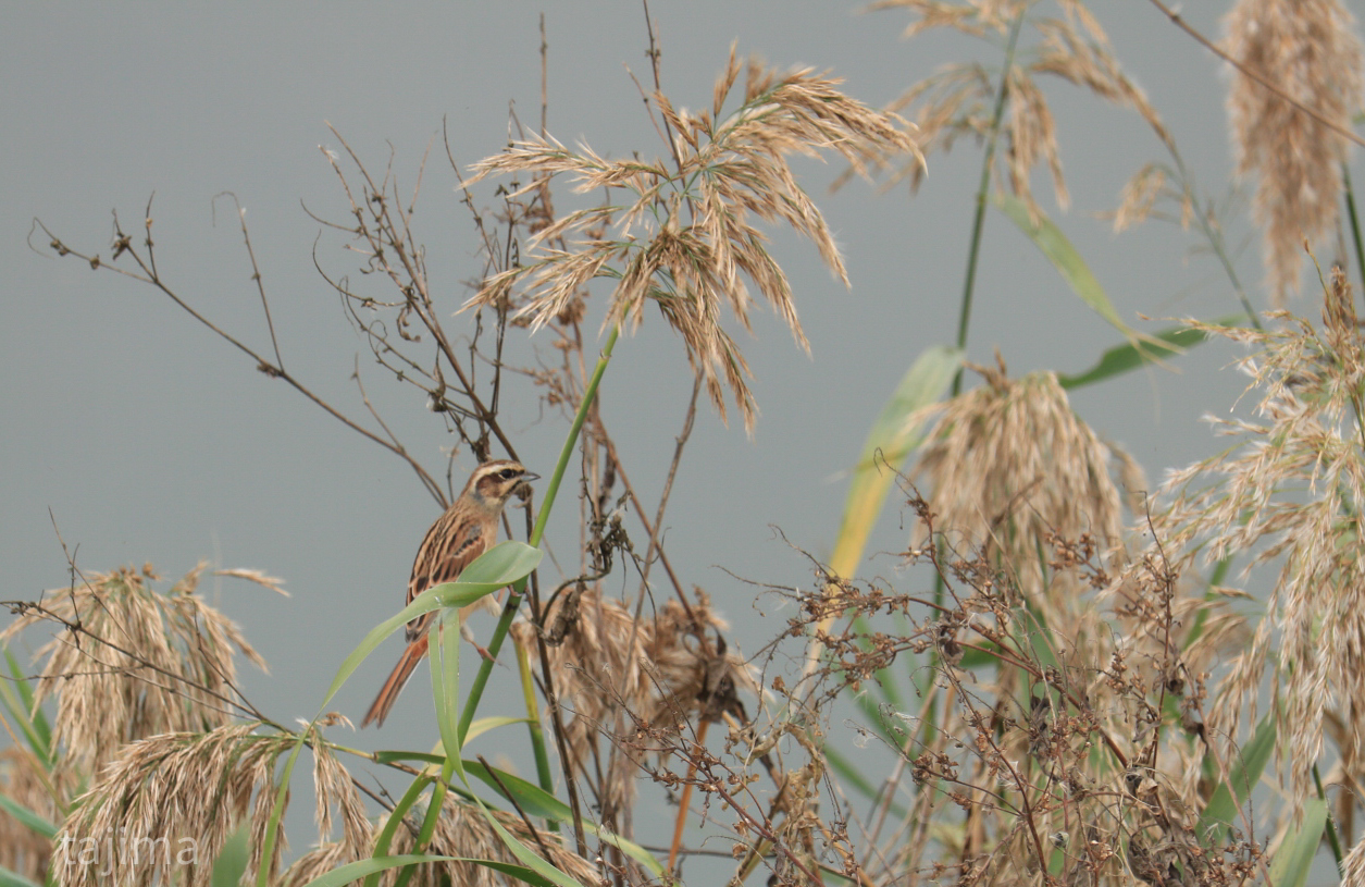 Photo of Ochre-rumped Bunting at 北九州市 by Tajima