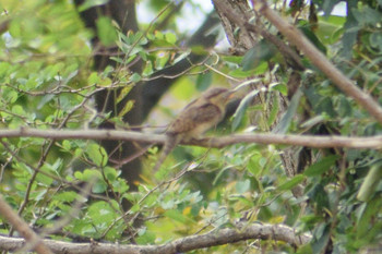 2019年11月3日(日) 多摩川二ヶ領宿河原堰の野鳥観察記録