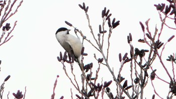 2019年11月2日(土) ウトナイ湖の野鳥観察記録