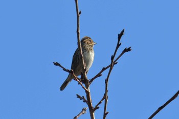 Little Bunting Mie-ken Ueno Forest Park Sun, 11/3/2019