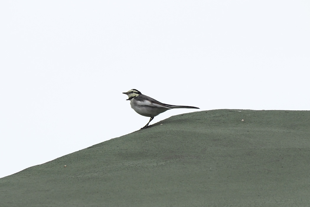 東京港野鳥公園 ハクセキレイの写真 by ぴくるす