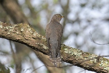 Lesser Cuckoo