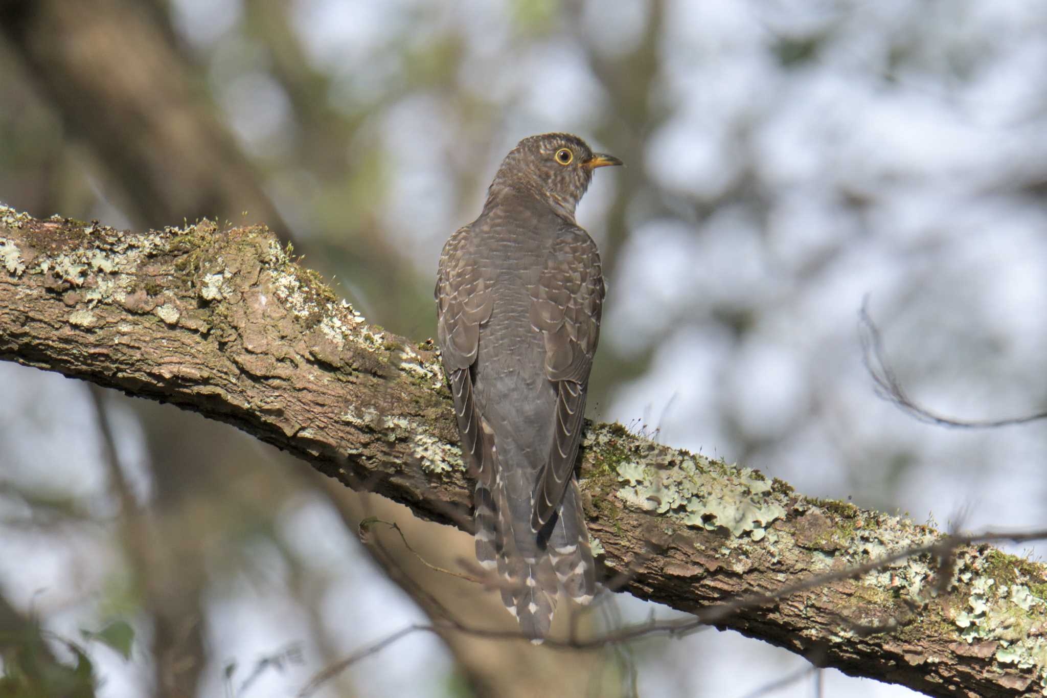 Photo of Lesser Cuckoo at Mie-ken Ueno Forest Park by masatsubo