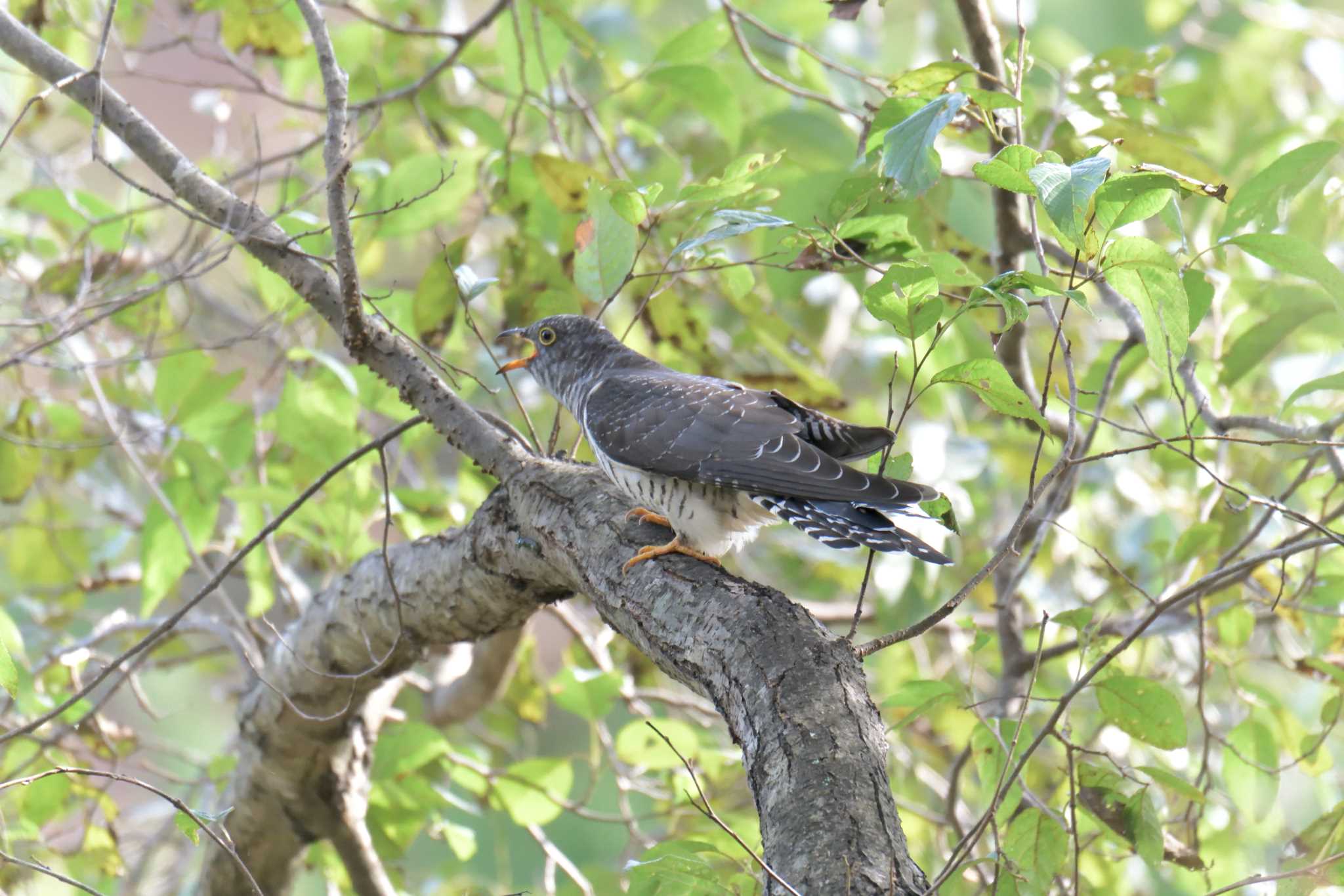 Photo of Lesser Cuckoo at Mie-ken Ueno Forest Park by masatsubo