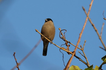 Sun, 11/3/2019 Birding report at Hakodateyama