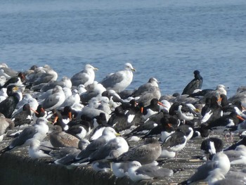 ウミネコ ふなばし三番瀬海浜公園 2019年11月2日(土)