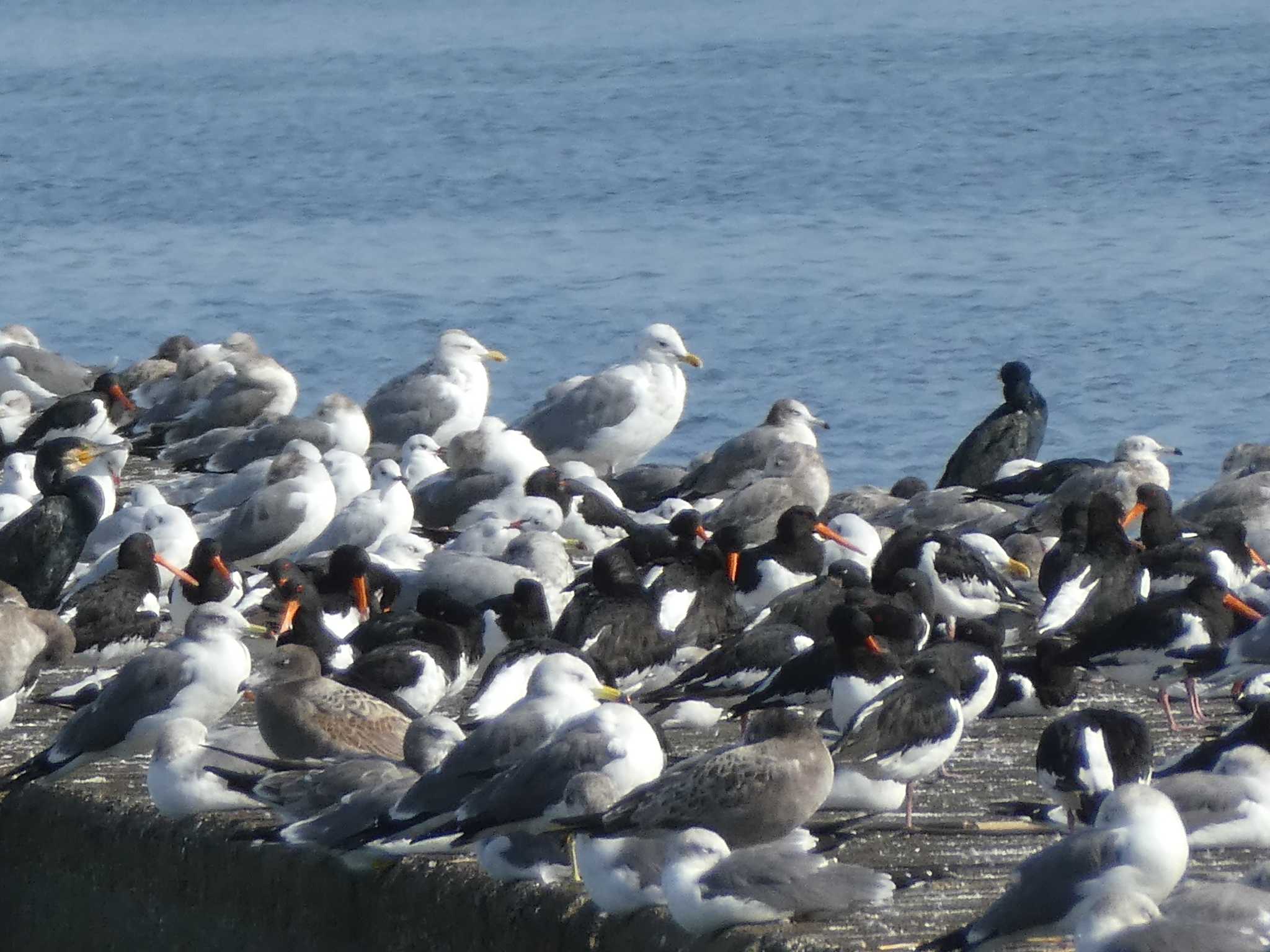 ふなばし三番瀬海浜公園 ウミネコの写真 by Kozakuraband