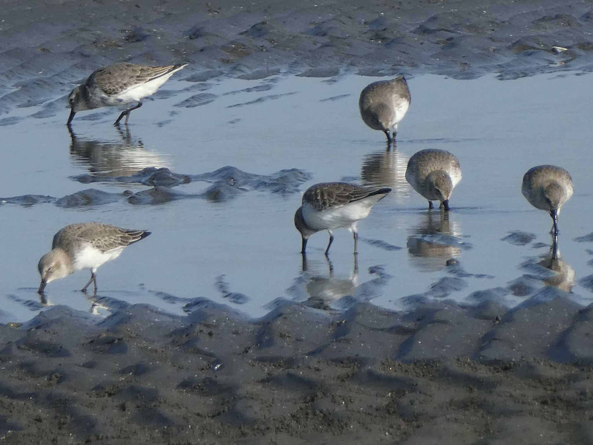 ふなばし三番瀬海浜公園 ハマシギの写真 by Kozakuraband