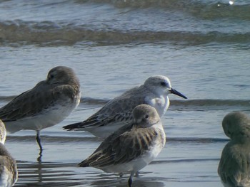 ミユビシギ ふなばし三番瀬海浜公園 2019年11月2日(土)