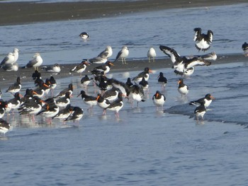 ミヤコドリ ふなばし三番瀬海浜公園 2019年11月2日(土)