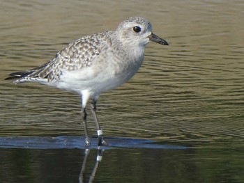 ダイゼン ふなばし三番瀬海浜公園 2019年11月2日(土)