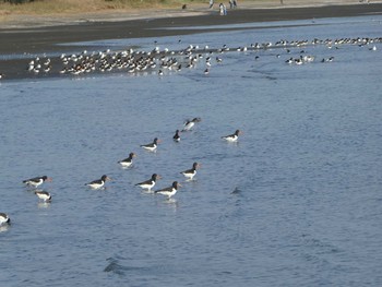 ミヤコドリ ふなばし三番瀬海浜公園 2019年11月2日(土)