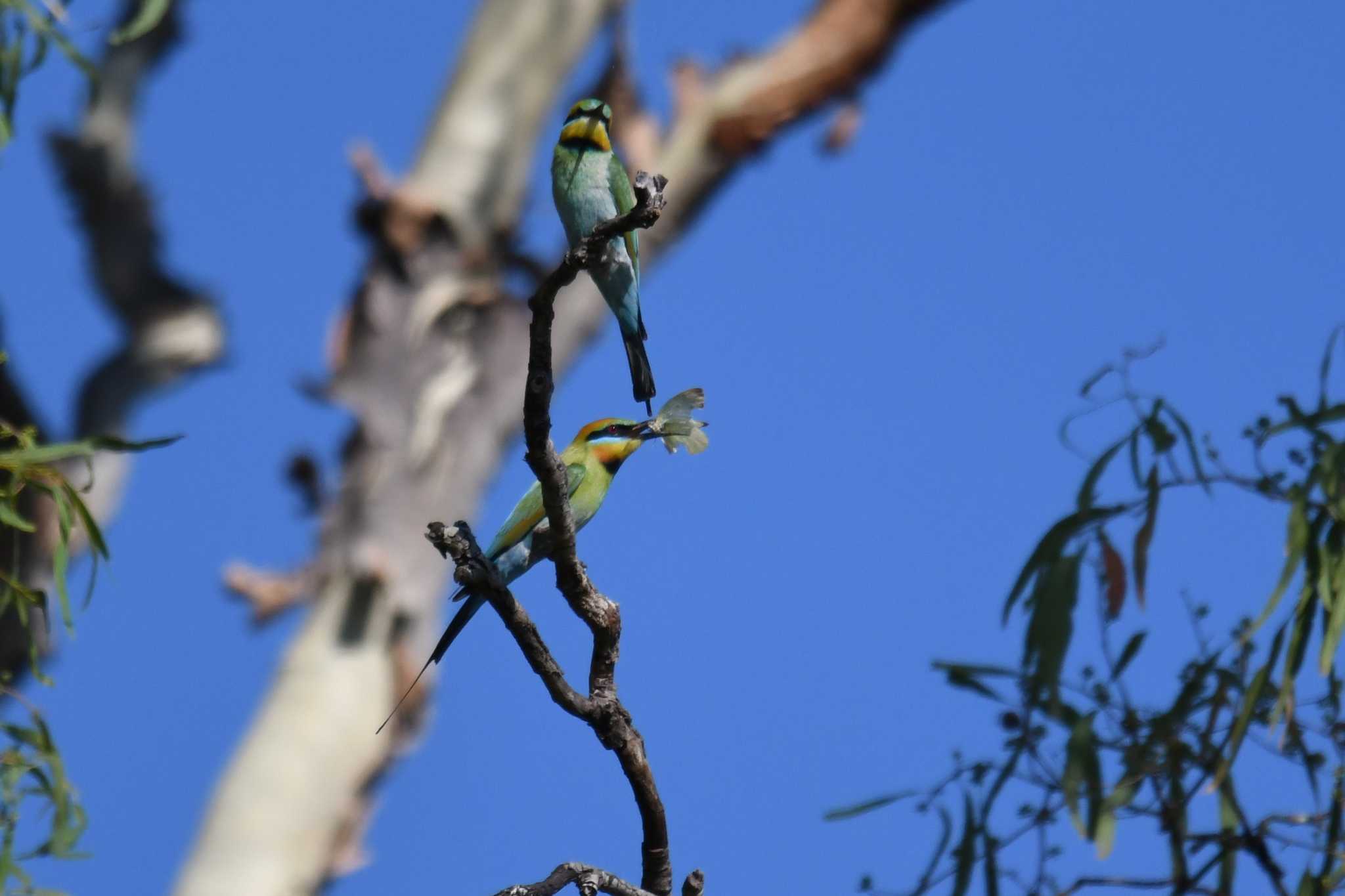 Photo of Rainbow Bee-eater at ケアンズ by あひる