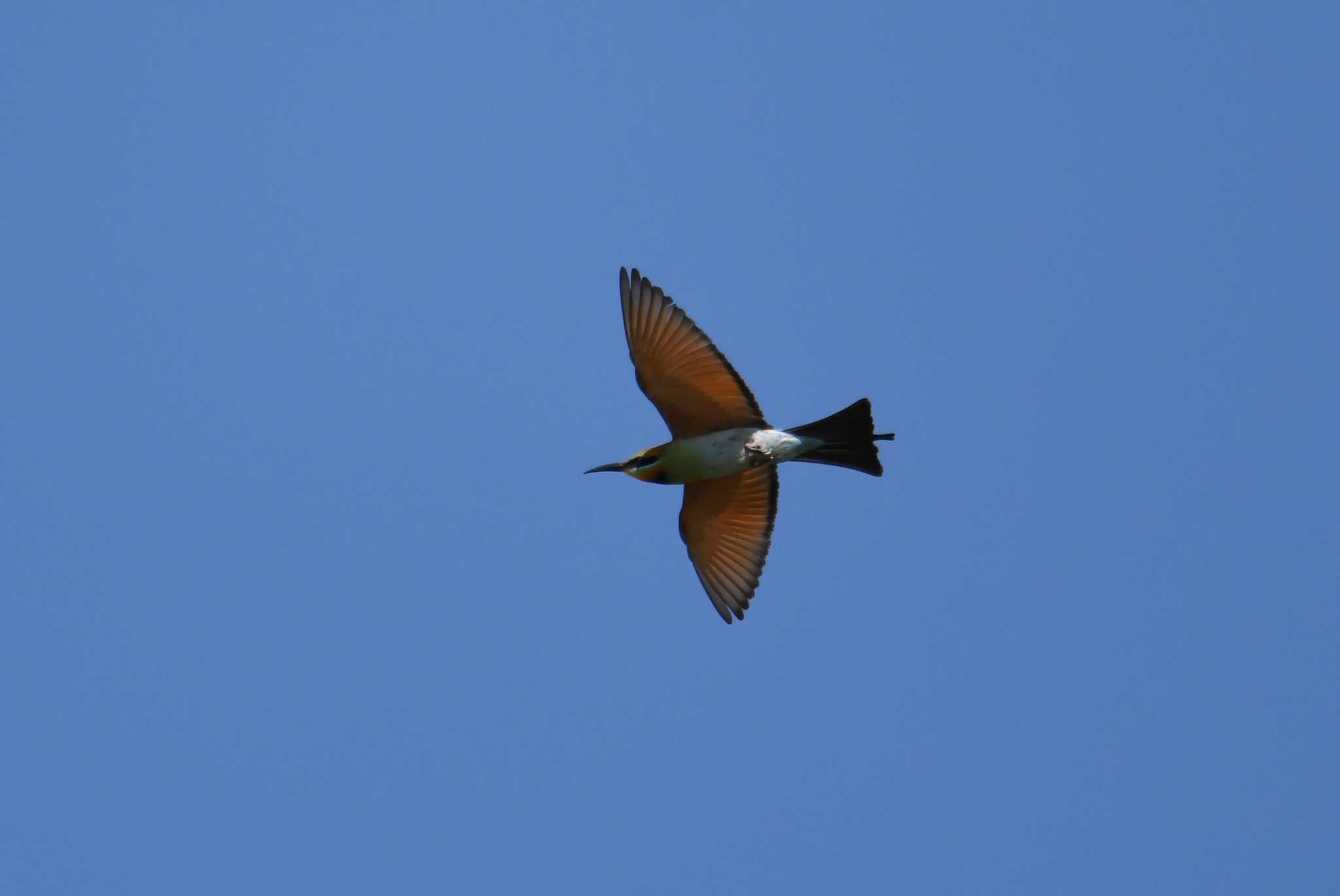 Photo of Rainbow Bee-eater at ケアンズ by あひる