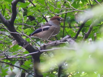 2019年11月3日(日) 新宿御苑の野鳥観察記録