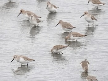 2019年11月3日(日) 谷津干潟の野鳥観察記録