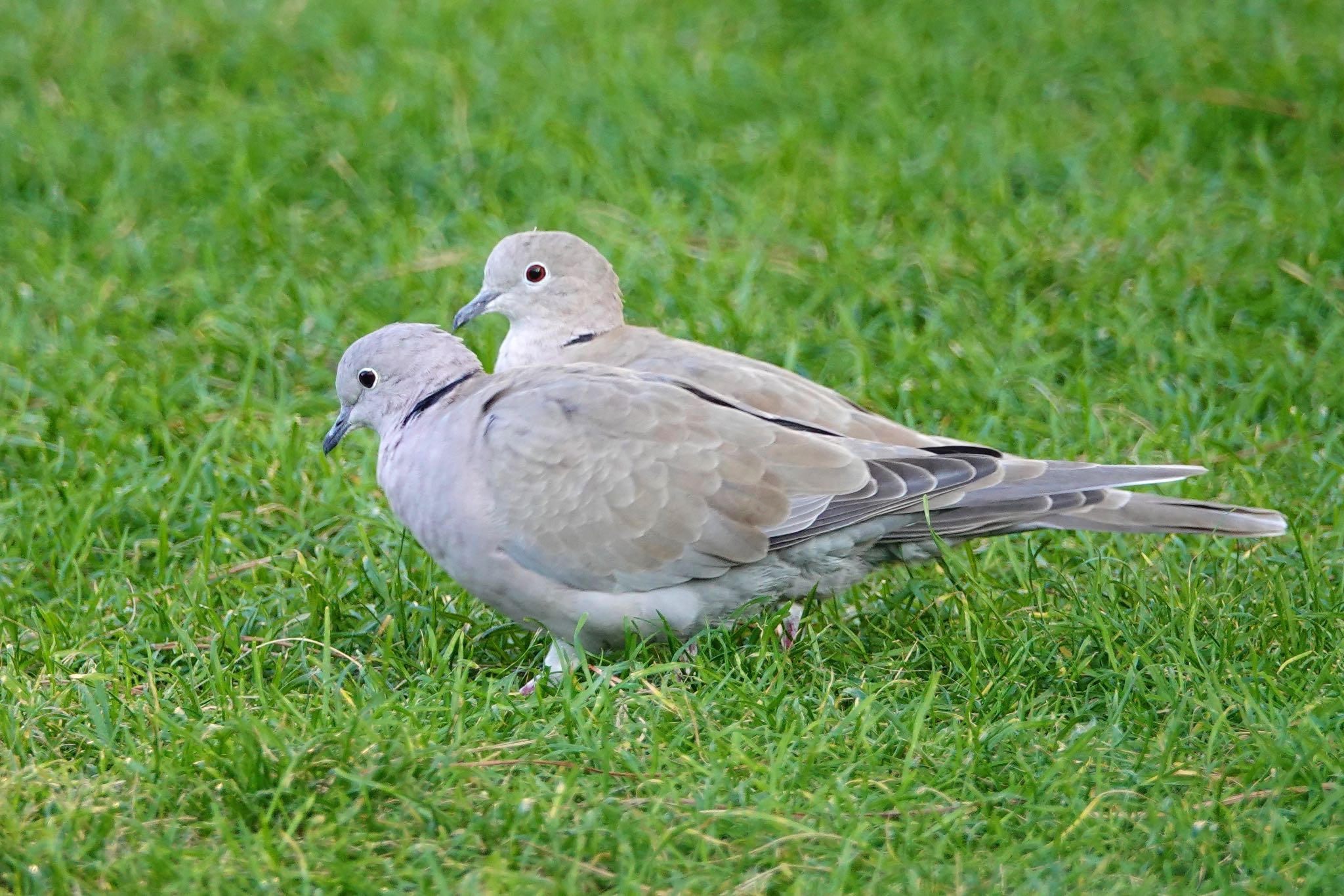 Photo of Eurasian Collared Dove at Castle Hill Nice by のどか