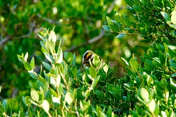 Common Firecrest Fort de la Revère France Sun, 10/13/2019