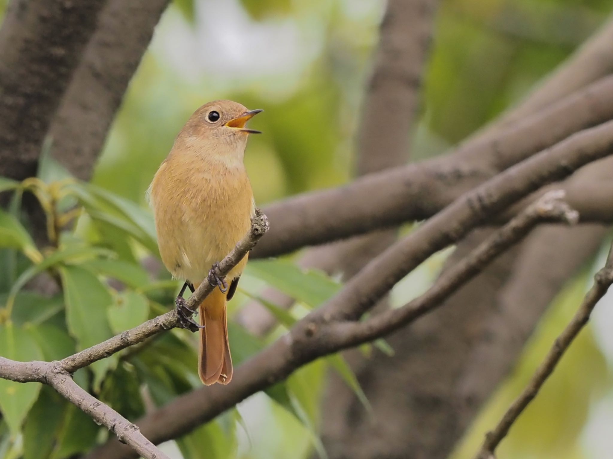 Photo of Daurian Redstart at 西宮市鳴尾浜 by ヨジオキ