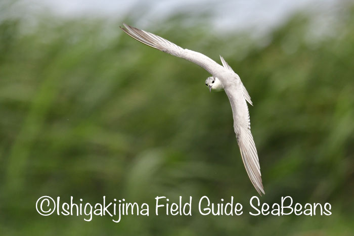 石垣島 クロハラアジサシの写真 by 石垣島バードウオッチングガイドSeaBeans