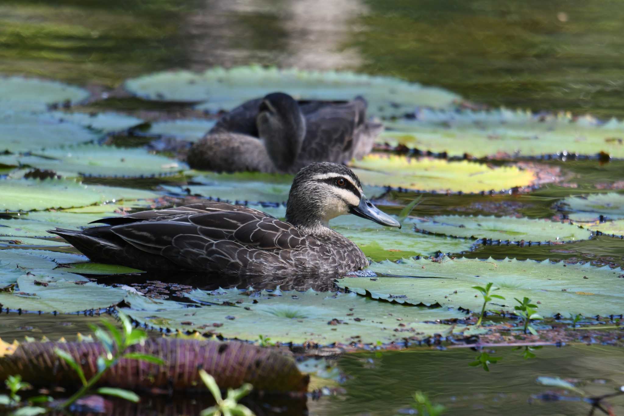 Photo of Pacific Black Duck at ケアンズ by あひる