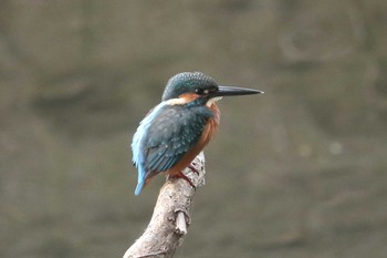 Sat, 11/2/2019 Birding report at 泉の森公園