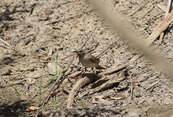 Rufous-throated Honeyeater