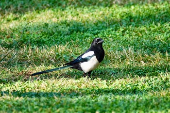 カササギ ニース城跡公園 2019年10月12日(土)