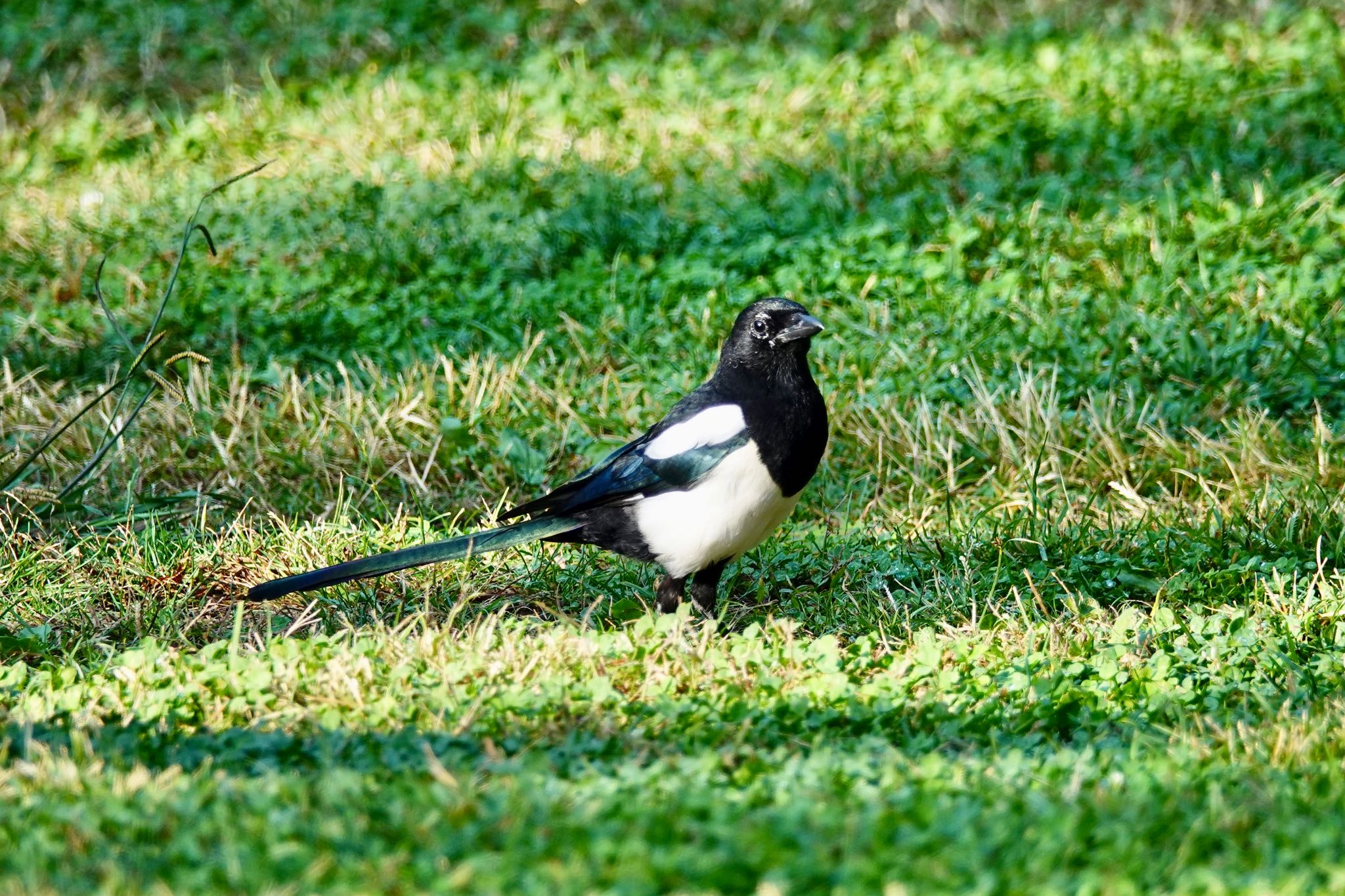 Photo of Eurasian Magpie at Castle Hill Nice by のどか