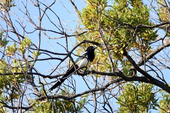 Eurasian Magpie Castle Hill Nice Sat, 10/12/2019