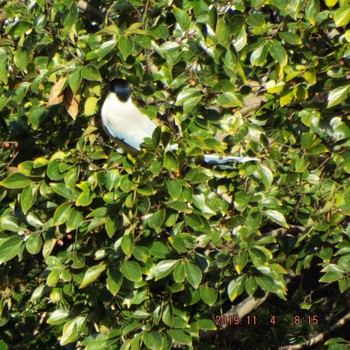 オナガ 光が丘公園 2019年11月4日(月)