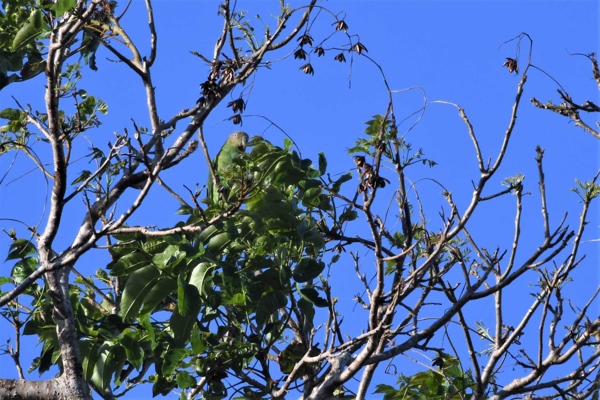 Photo of Red-cheeked Parrot at オーストラリア,ケアンズ～アイアインレンジ by でみこ