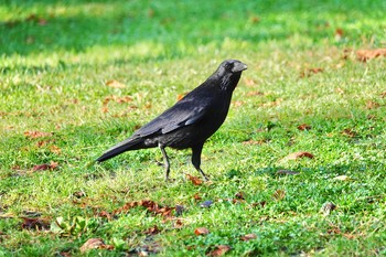 Carrion Crow Castle Hill Nice Sat, 10/12/2019