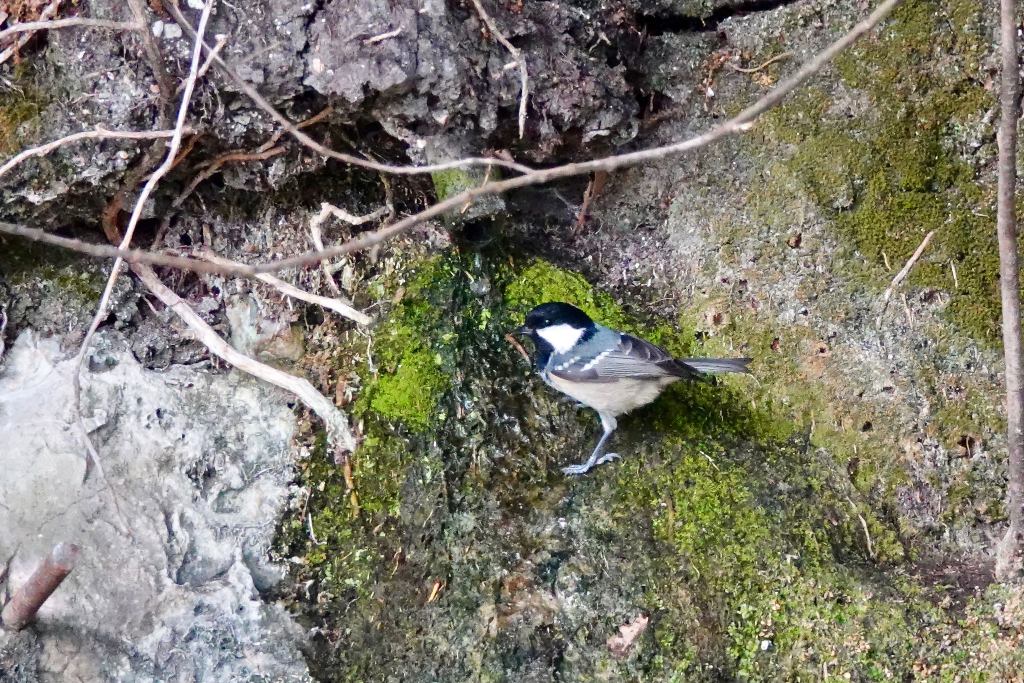 Coal Tit