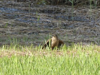 オオタカ 葛西臨海公園 2019年11月4日(月)