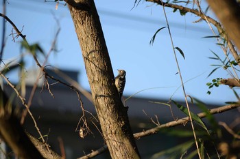 2019年11月4日(月) 多摩川二ヶ領宿河原堰の野鳥観察記録