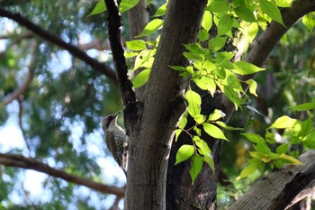 2019年11月4日(月) 石神井公園の野鳥観察記録