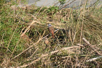 2019年11月4日(月) 多摩川二ヶ領上河原堰の野鳥観察記録