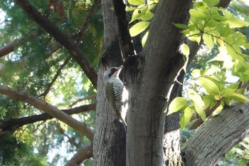 2019年11月4日(月) 石神井公園の野鳥観察記録