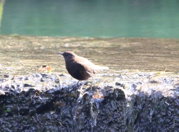 2019年11月3日(日) 有田川町の野鳥観察記録