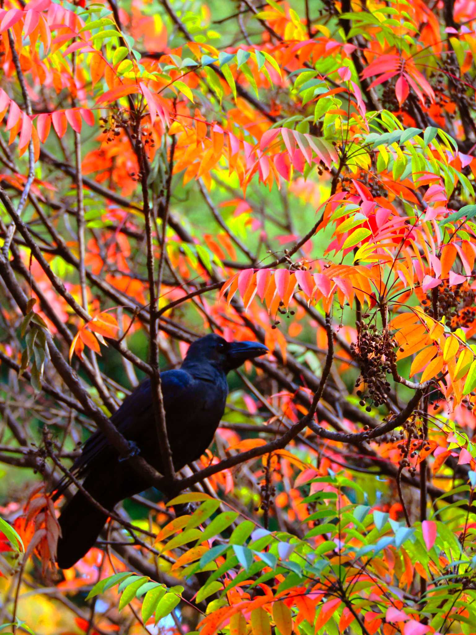 六義園 ハシブトガラスの写真 by とろろ