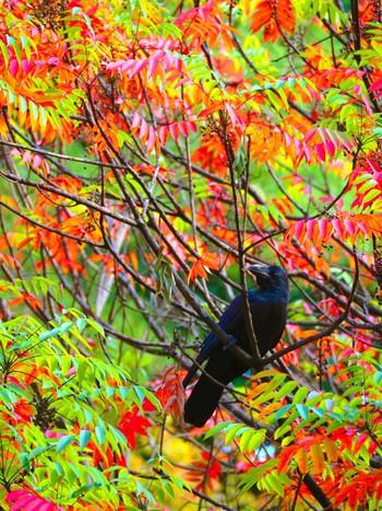 ハシブトガラス 六義園 2019年11月4日(月)