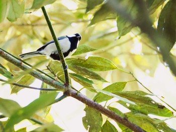 2019年11月4日(月) 六義園の野鳥観察記録