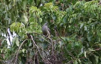 Varied Triller Iron Range National Park Tue, 10/15/2019