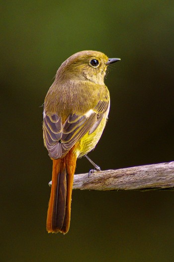 Daurian Redstart 稲沢市 Sat, 11/2/2019