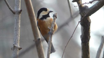 2019年11月4日(月) 野幌森林公園の野鳥観察記録