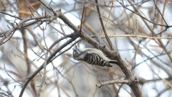 Japanese Pygmy Woodpecker(seebohmi) 野幌森林公園 Mon, 11/4/2019